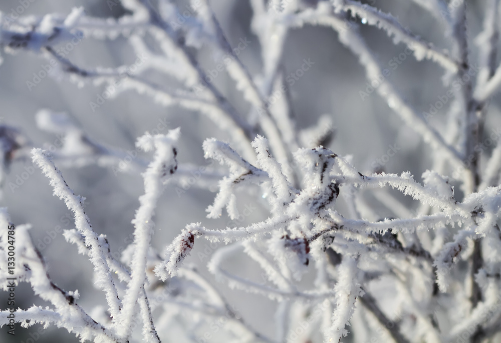winter scenery with snow covered trees and branches winter scenery with snow covered trees and branches