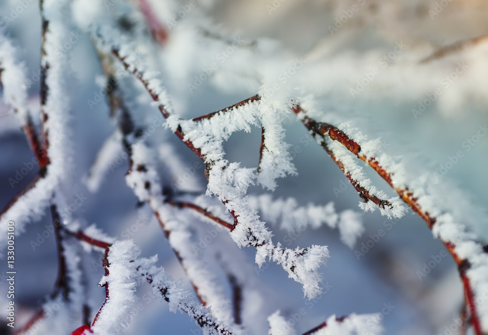 winter scenery with snow covered trees and branches winter scenery with snow covered trees and branches