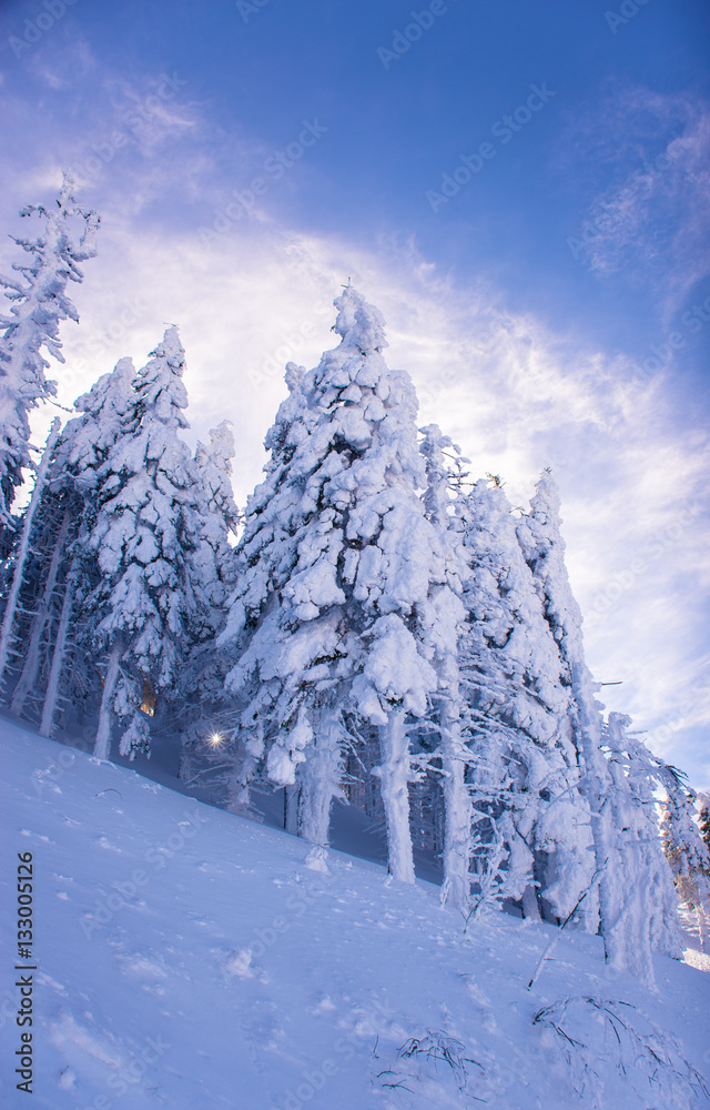 Fototapeta premium Pine trees covered by heavy snow against blue sky