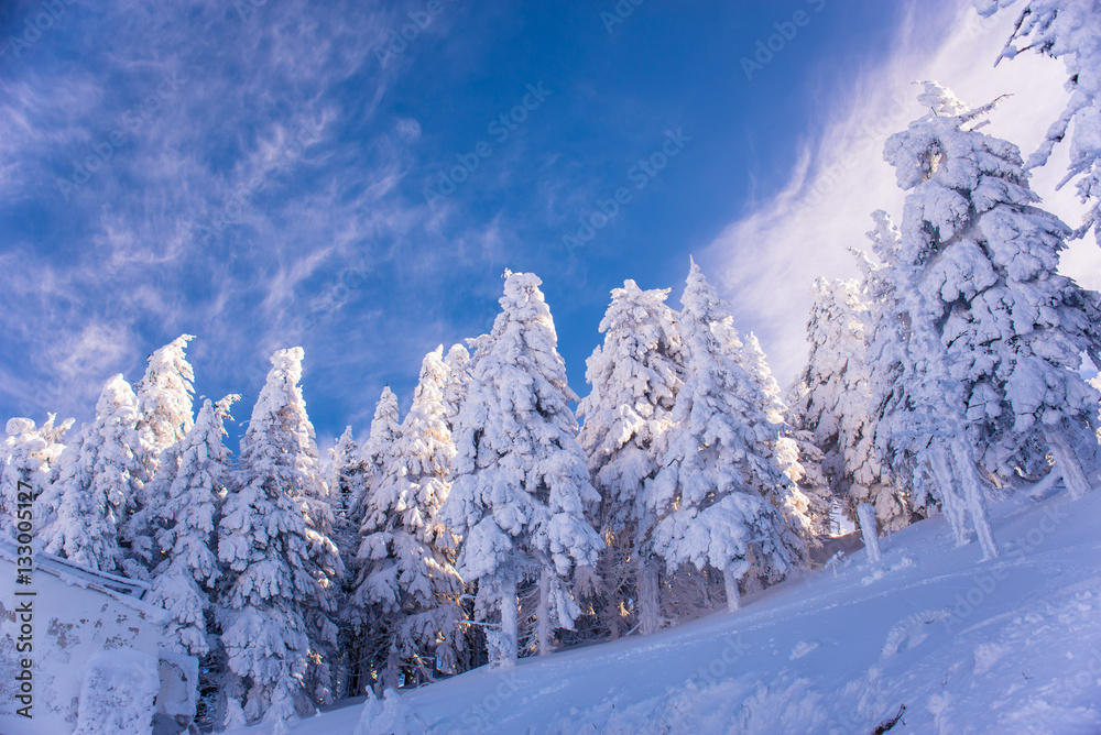 Pine trees covered by heavy snow against blue sky