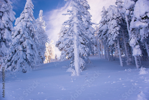 Pine trees covered by heavy snow against blue sky © pelinoleg