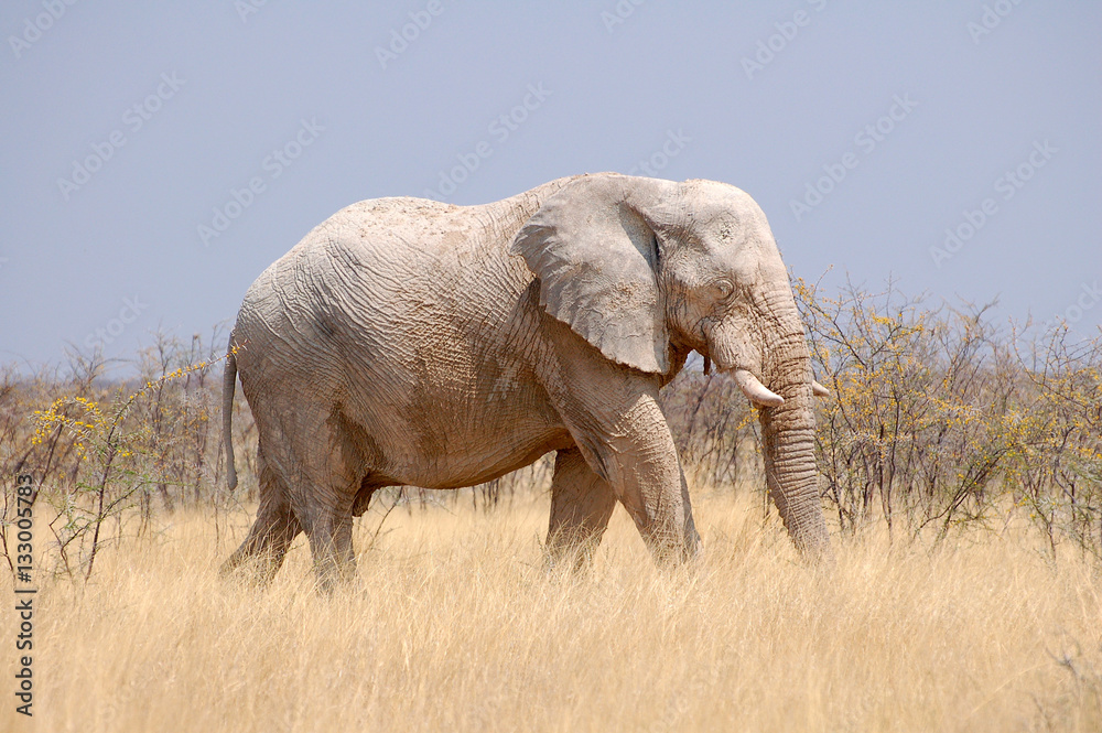 Fototapeta premium Elephant in the Etosha National Park