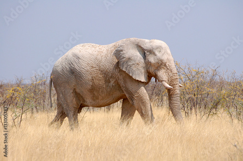 Elephant in the Etosha National Park