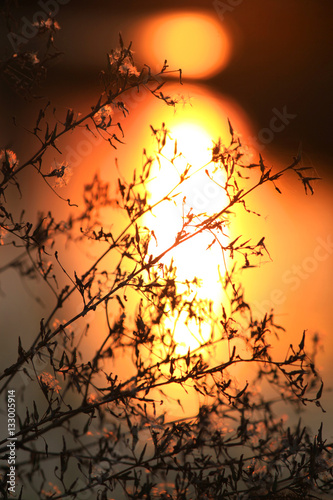 Plant close up shot against sun set 