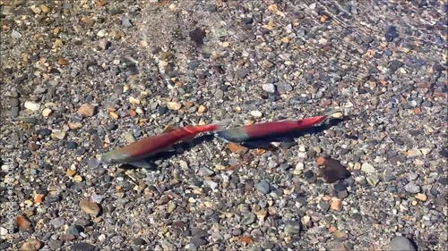 Spawning Kokanee Salmon in Very Clear Water 