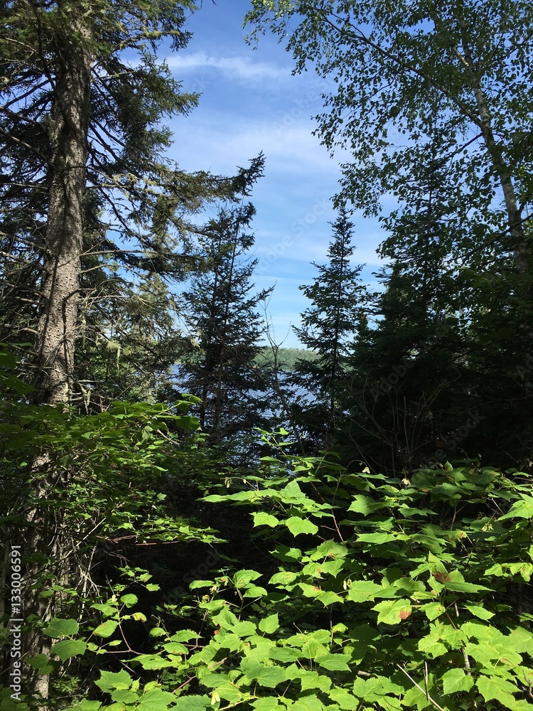 Fototapeta premium Trees and lake