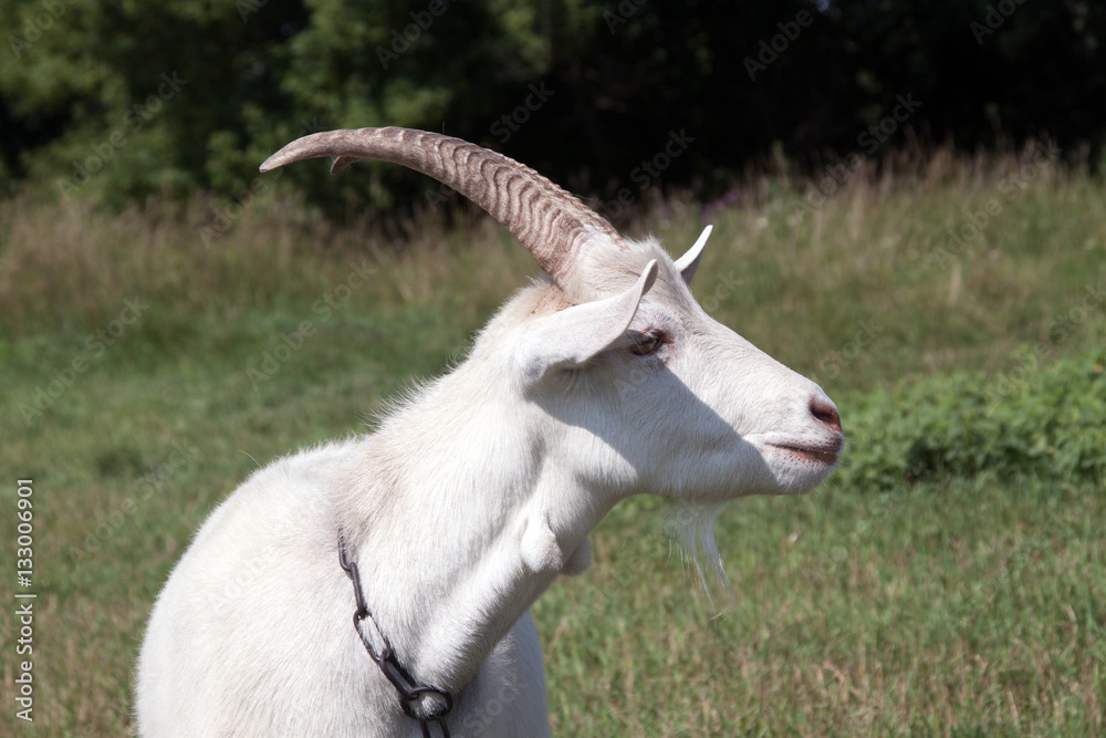 Goat closeup on meadow in sunny summer day Goat closeup on meadow in sunny summer day