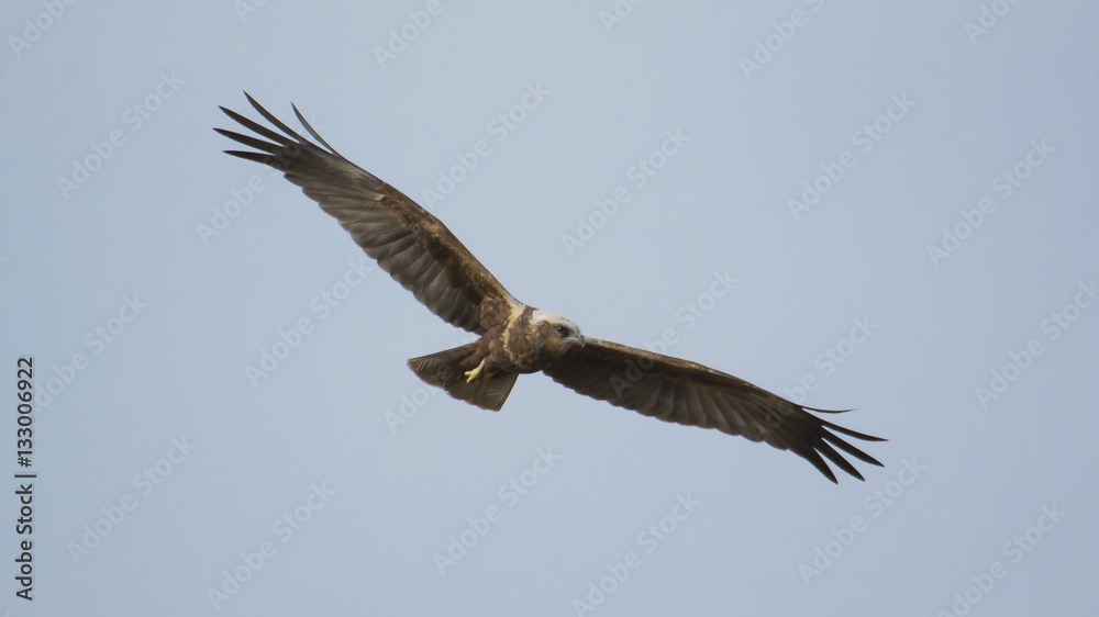 Bird, western marsh harrier, saz delicesi, raptor, Bird, western marsh harrier, saz delicesi, raptor,