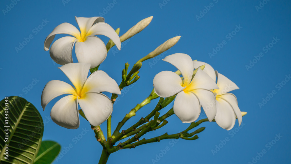 Fototapeta premium White Plumeria flower