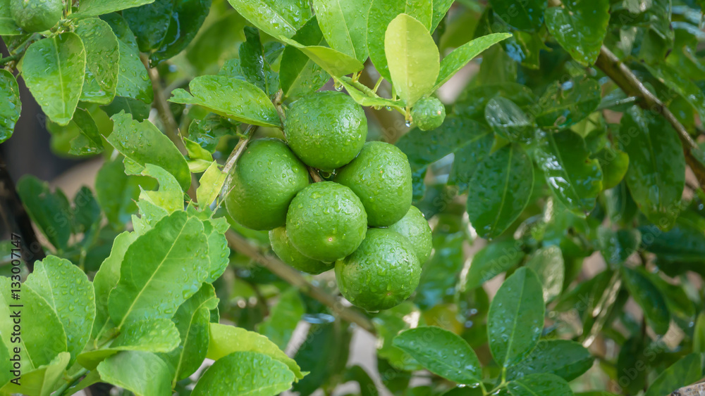 Lime green tree