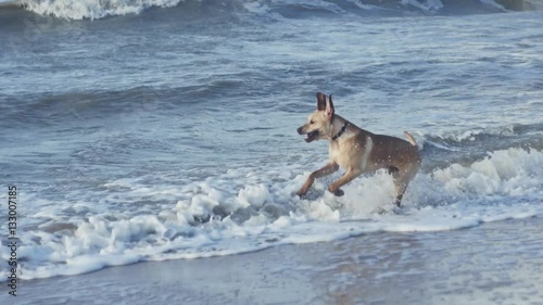 Slow motion shot of a dog running and playing with the waves in the sea photo