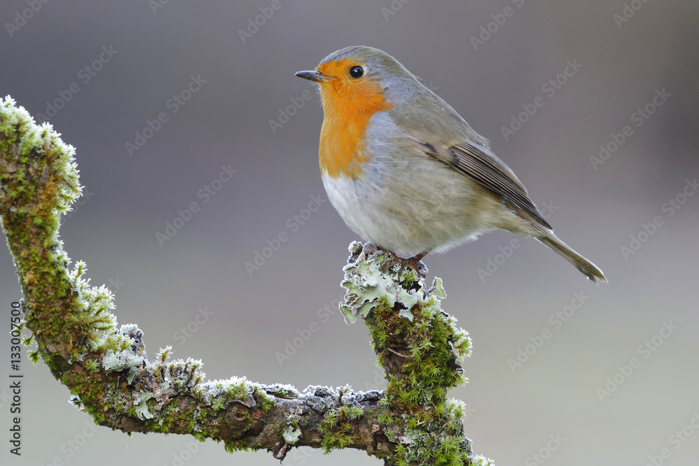 Obraz premium Erithacus Rubecula