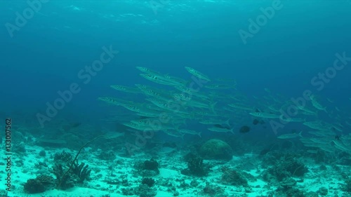 Wallpaper Mural School of Barracudas swims in a light current on a coral reef. 4k footage Torontodigital.ca