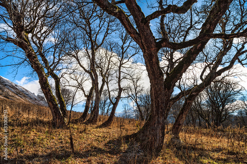 Beautiful sunny scenic landscape of bare autumn trees with blue sky