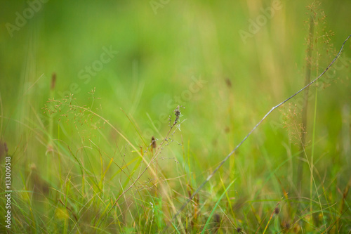 Artistic blurred background with blades of grass and herbs