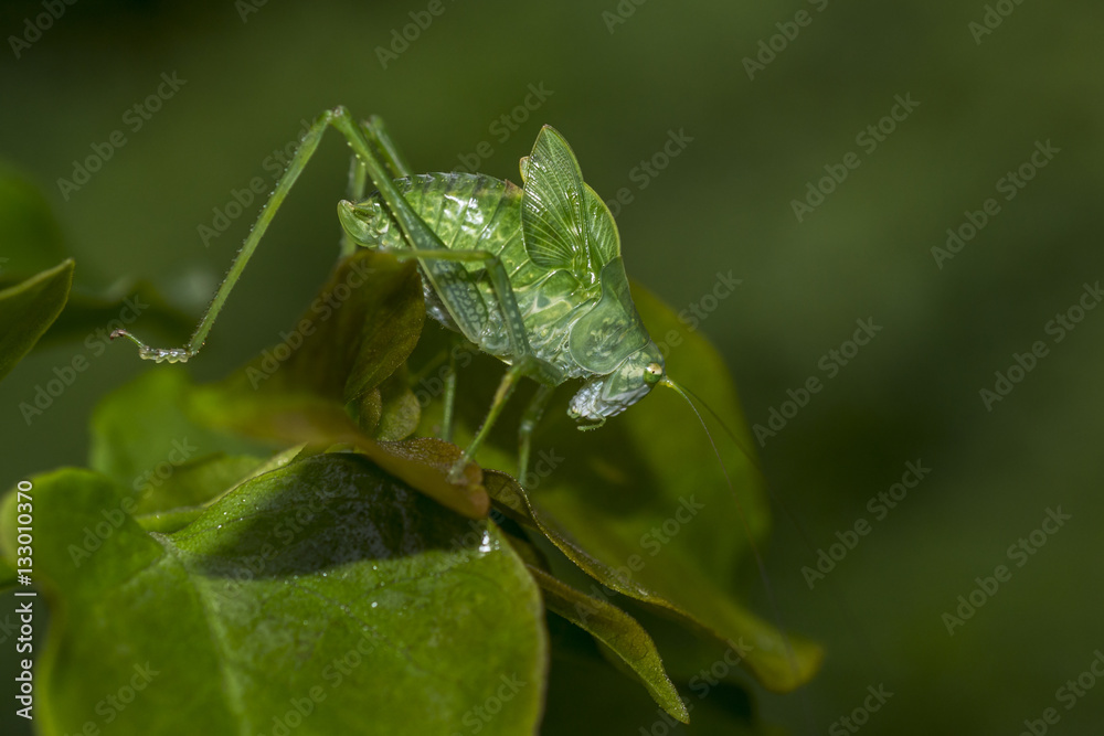 green locust with long antennae
