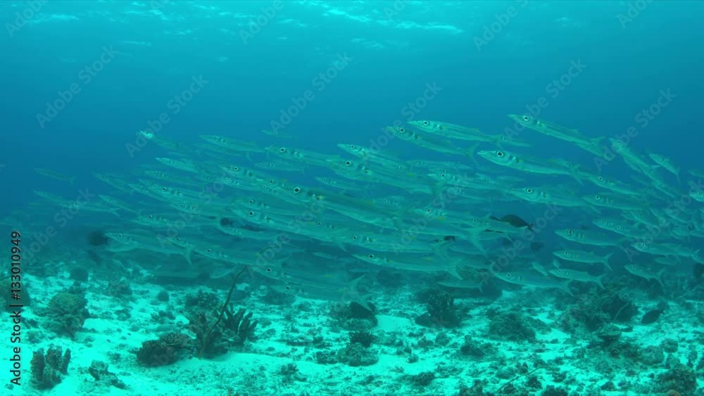 School of Barracudas swims in a light current on a coral reef. 4k footage School of Barracudas swims in a light current on a coral reef. 4k footage