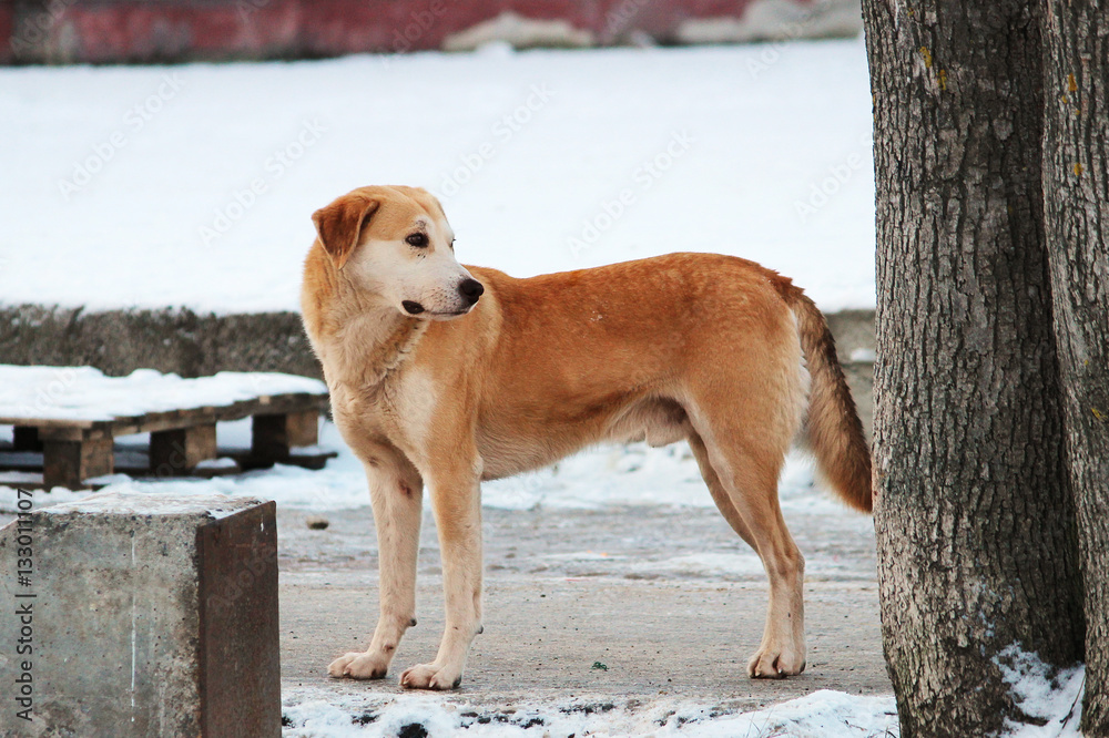 homeless redhead dog goes on the market in winter. homeless redhead dog goes on the market in winter.
