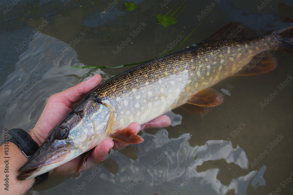 Obraz premium pike in hand