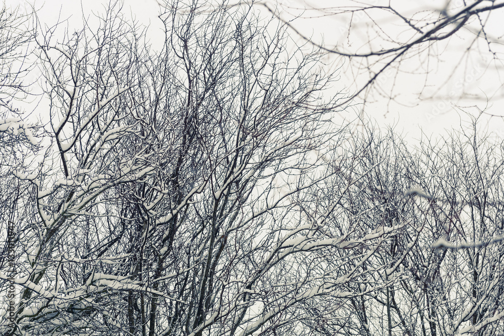 A view of SE Portland Oregon in Historic Snow storm in 2017 A view of SE Portland Oregon in Historic Snow storm in 2017