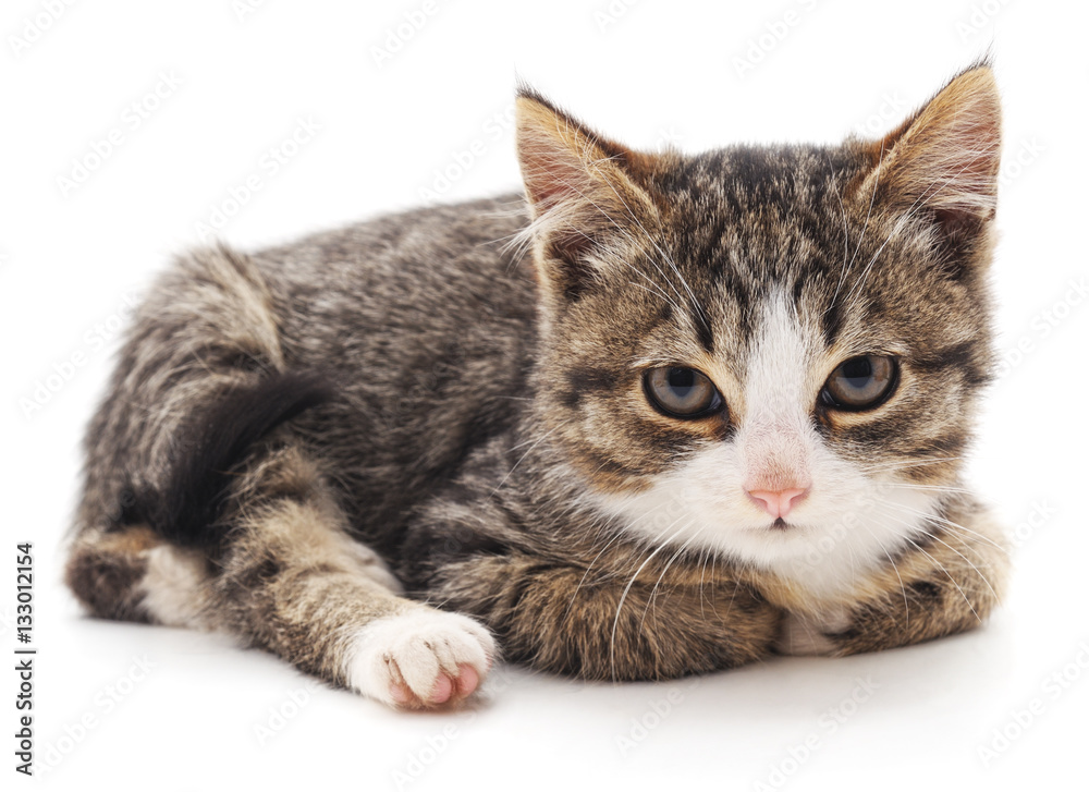 Obraz premium The gray cat.