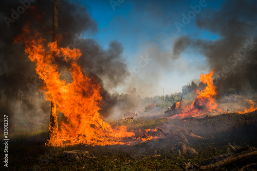 Forest fire. Firefighters in action. © Dobson