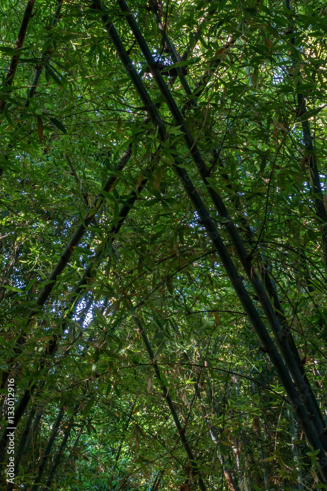 Bamboo forest Bamboo forest