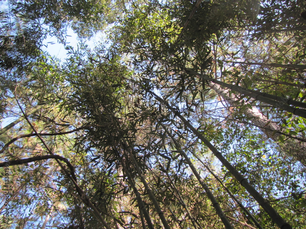 Fototapeta premium Trees