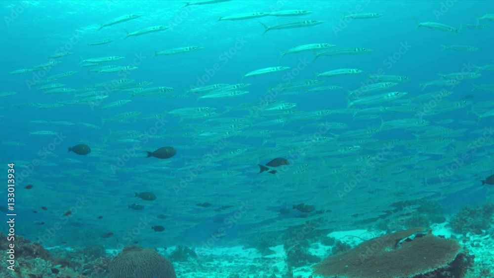 School of Barracudas swims in a light current on a coral reef. 4k footage School of Barracudas swims in a light current on a coral reef. 4k footage