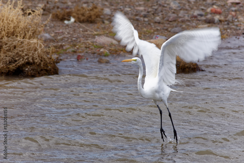 Fotografie Great Egret Taking Flight at Lake Mead
