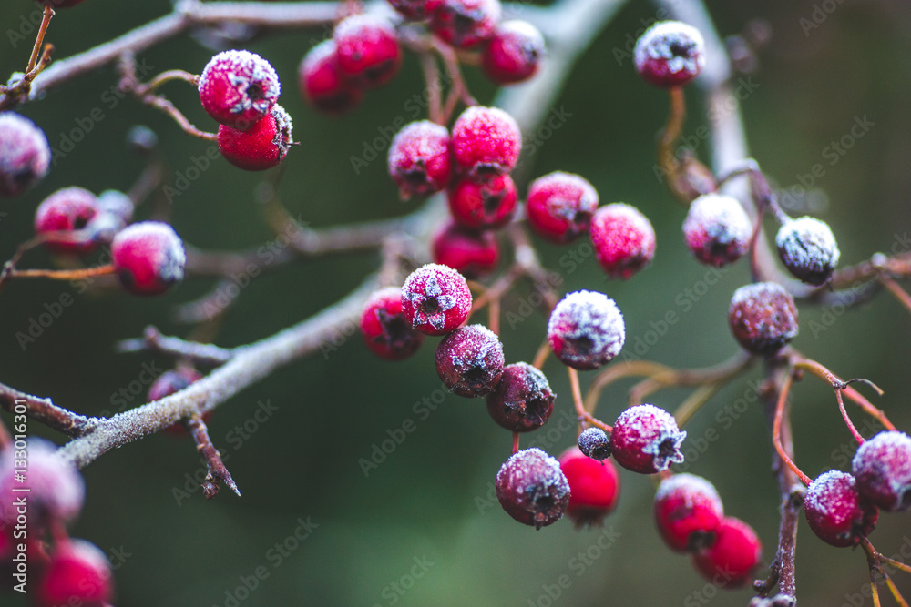 Rime on winter tree with red berries Rime on winter tree with red berries