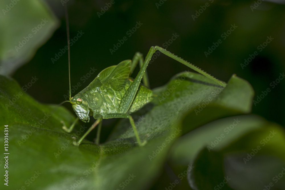 green locust with long antennae green locust with long antennae