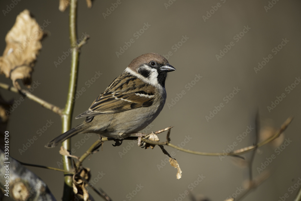 treesparrow treesparrow