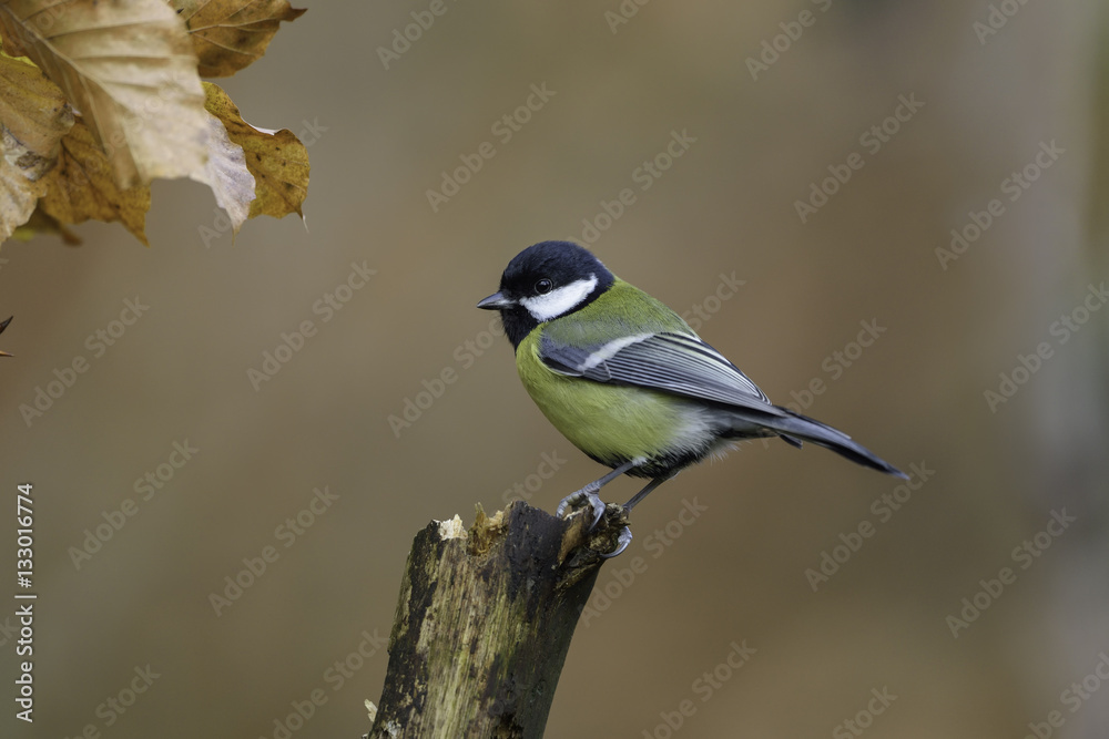 Fototapeta premium great tit
