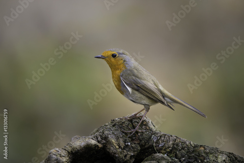 Robin sitting on a root