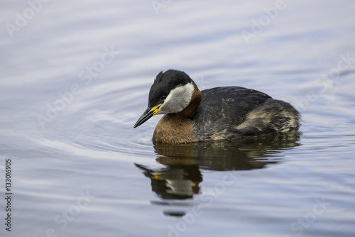 Red-necked grebe
