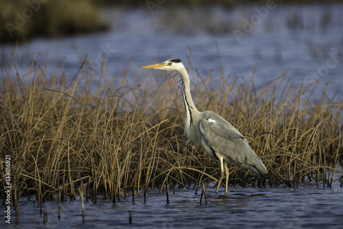 Grey heron searching for food