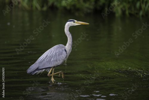 Grey heron searching for food