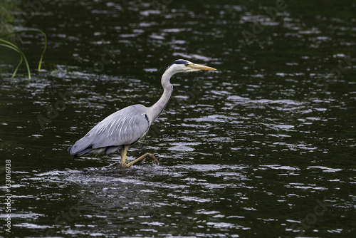 Grey heron searching for food