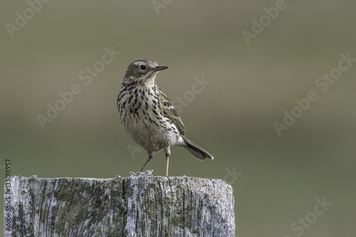 meadow pipit