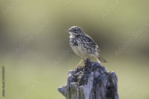 meadow pipit