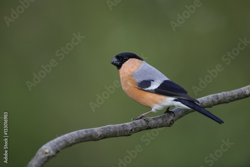 bullfinch