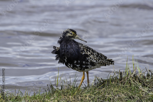 Ruff in wetland