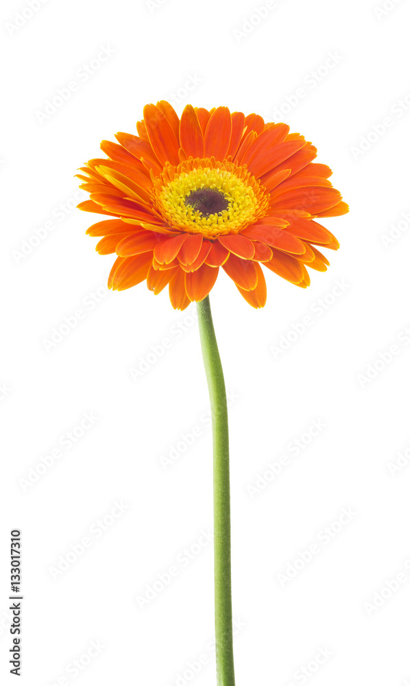 Gerbera flower (Gerbera jamesonii) orange and yellow isolated on white background Gerbera flower (Gerbera jamesonii) orange and yellow isolated on white background