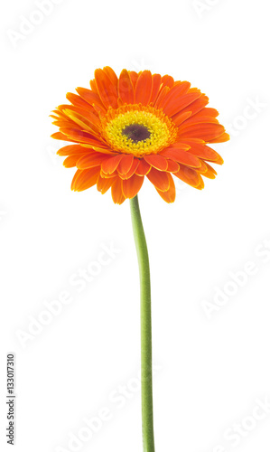 Gerbera flower  Gerbera jamesonii  orange and yellow isolated on white background 