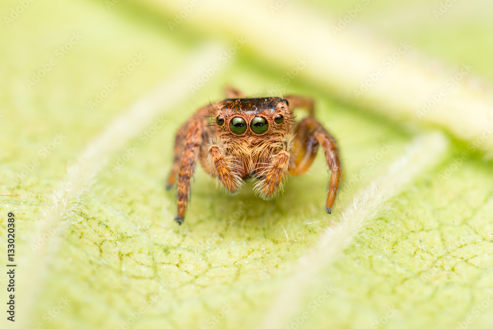 Leaf crawler store