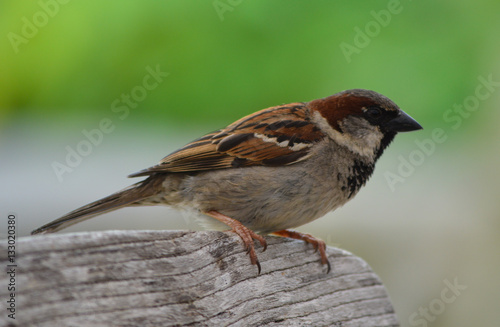 House sparrow perched on a bench