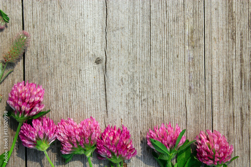 decoration with red clover flowers like a frame on wooden background