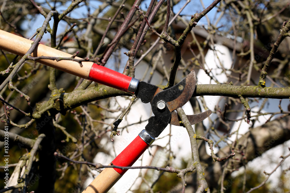 Naklejka premium Pruning shears in the garden in early spring