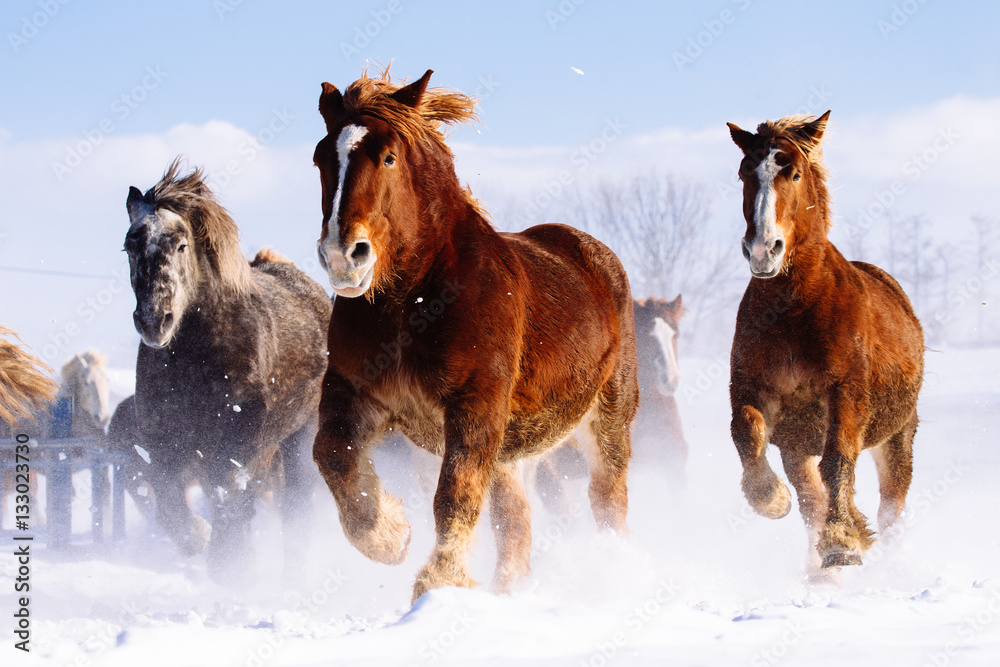 Naklejka premium 雪原を走る馬